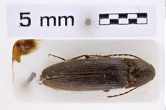 Foto (Dorsalansicht) von Melanotus puchneri (Platia, 2008) (NHMW-ZOO-COL-0007656)